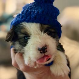 Blue - Black and tan male Pembroke Welsh Corgi puppy in Wheatland, California from Emerald Corgis