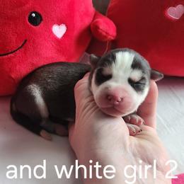 Black and White Girl 2 - Black and white female Siberian Husky puppy in Jonesboro, Arkansas from L & A Animal House Siberian Huskies