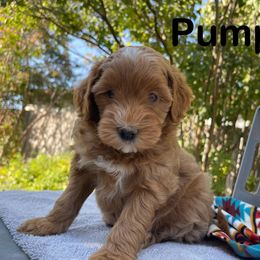 Aussiedoodle, Bernedoodle, Bernese Mountain Dog, and Sheepadoodle Puppies from Draper Mountain Doodles