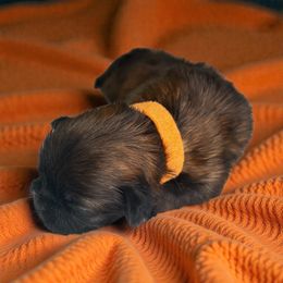 AKC-Copper - Brindle and white male Shih Tzu puppy in Mooresville, North Carolina from Juji Shih Tzu