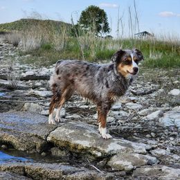 Ginger - Miniature Australian Shepherd
