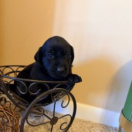 Titan - Black male Labrador Retriever puppy in Richfield, Utah from Stormy River Retrievers