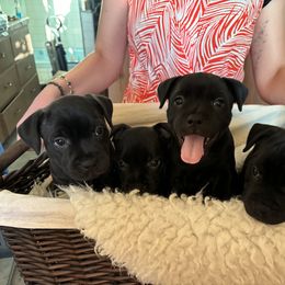 Boy 6 - male Staffordshire Bull Terrier puppy in Sanger, California from Nightguards