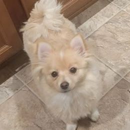 Turi - Pomeranian
