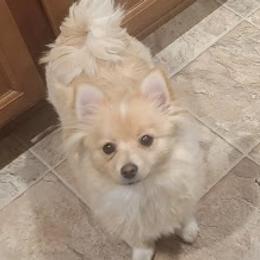 Turi - Pomeranian
