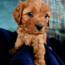 Cooper - Ruby male Cavalier King Charles Spaniel puppy in Watsontown, Pennsylvania from Huntsman Cavaliers