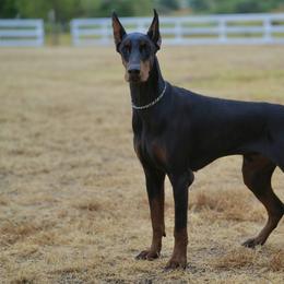 Titan - Black and rust male Doberman Pinscher puppy in Boyd, Texas from Team Feem Breeders