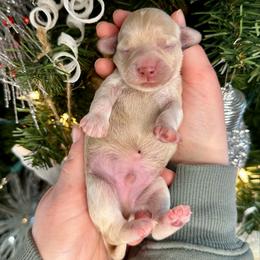 Halls - Buff and white male Cockapoo puppy in Rolla, Missouri from Diamond K