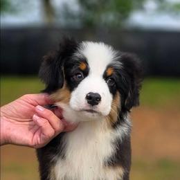 Boy 2 - Black tri male Miniature American Shepherd puppy in Bowling Green, Kentucky from Flawlessly Kennel