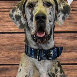 Great Danes from Danes of Cherry Tree