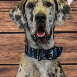 Great Danes from Danes of Cherry Tree