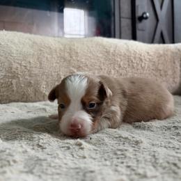 Casey - Red merle female Miniature American Shepherd puppy in Terryville, Connecticut from Spirited Aussies