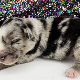Serena - Blue merle female Miniature American Shepherd puppy in Smithville, Arkansas from Cooper Creek Aussies