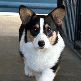 Flash - Pembroke Welsh Corgi