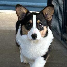 Flash - Pembroke Welsh Corgi