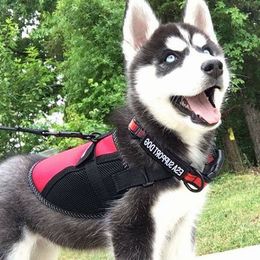 Siberian Huskies from Bluemoon Huskies