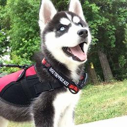Siberian Huskies from Bluemoon Huskies