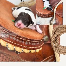 Galloway - Parti male Goldendoodle puppy in New Harmony, Indiana from Cottonwood Farms