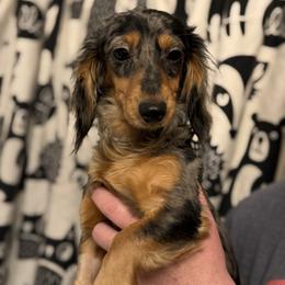 Elphaba - Dachshund