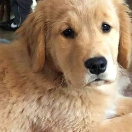 Golden Retriever Puppies from Heartstone Goldens