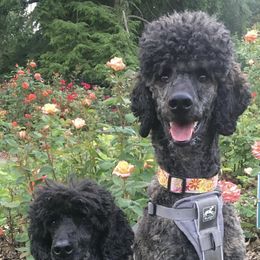 Poodles from Starfall Poodles