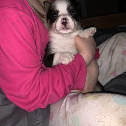 American Corgi and Pembroke Welsh Corgi Puppies from Chaotic Corgi’s