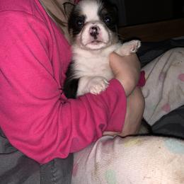 American Corgi and Pembroke Welsh Corgi Puppies from Chaotic Corgi’s