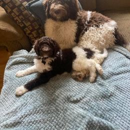 Labradoodle Puppies from Lavender Doodles