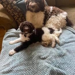 Labradoodle Puppies from Lavender Doodles