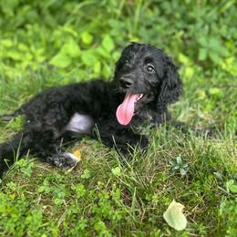 Peridot - Black and white female Aussiedoodle puppy in Corydon, Indiana from Ridgeline Doodles