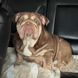 Rooster - Bulldog