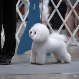 Bichon Frise All Grown Up from Phantom Bichons
