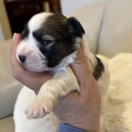 Janette - Red sable female Havanese puppy in Independence, Iowa from EClair's Havanese