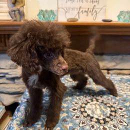 Baxter - Brown male Poodle puppy in Lufkin, Texas from Texas Kissed K9s