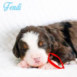 Fendi - Blue merle male Bernedoodle puppy in Diamond Bar, California from Furrytaildoodles