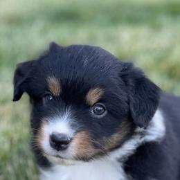 Miniature Australian Shepherds from Yaw's Mini Aussies