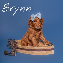 Australian Labradoodle Puppies from Swinging Gate Labradoodles