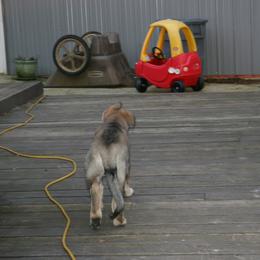 Shiloh Shepherd Puppies from Solace Shilohs