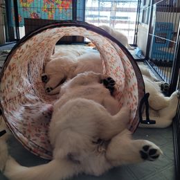 Golden Retriever Puppies from Triple D Ranch