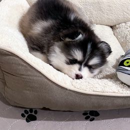 Pomsky Puppies from Pomsky Playpen