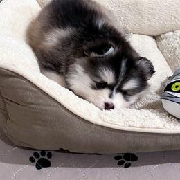 Pomsky Puppies from Pomsky Playpen
