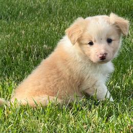 Finn - White and gold male Border Collie puppy in New Franklin, Ohio from Whipple Farms