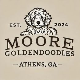 Goldendoodle puppies from Moore Goldendoodles