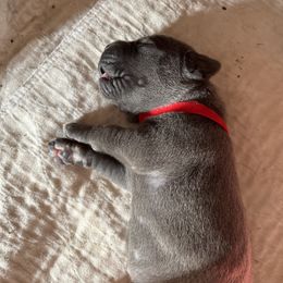 Boy 5 - Cane Corso puppy in North Tazewell, Virginia from Banner’s Legacy Cane Corso