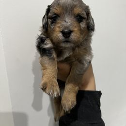 Aussiedoodle and Goldendoodle Puppies from Golden Farm