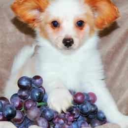Meringue - White and lemon female Papillon puppy in Neosho, Missouri from Ms. Barbs Puppies