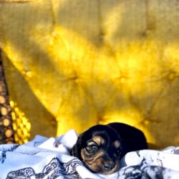 Indie - Black and tan female Dachshund puppy in California from Ranch Hand Weenies