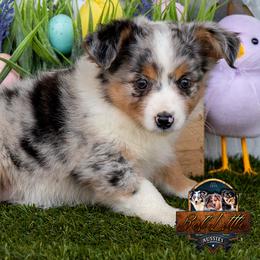 Rowen - Blue merle female Miniature Australian Shepherd puppy in Granbury, Texas from Best Little Aussies