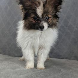 Uno - Red white and sable male Papillon puppy in Dorset, Ohio from Classy Country Papillons