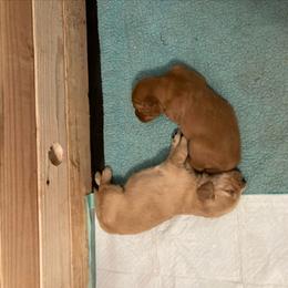Boy 3 - Golden male Golden Retriever puppy in Sacramento Area, California from Gold Country Golden Retrievers